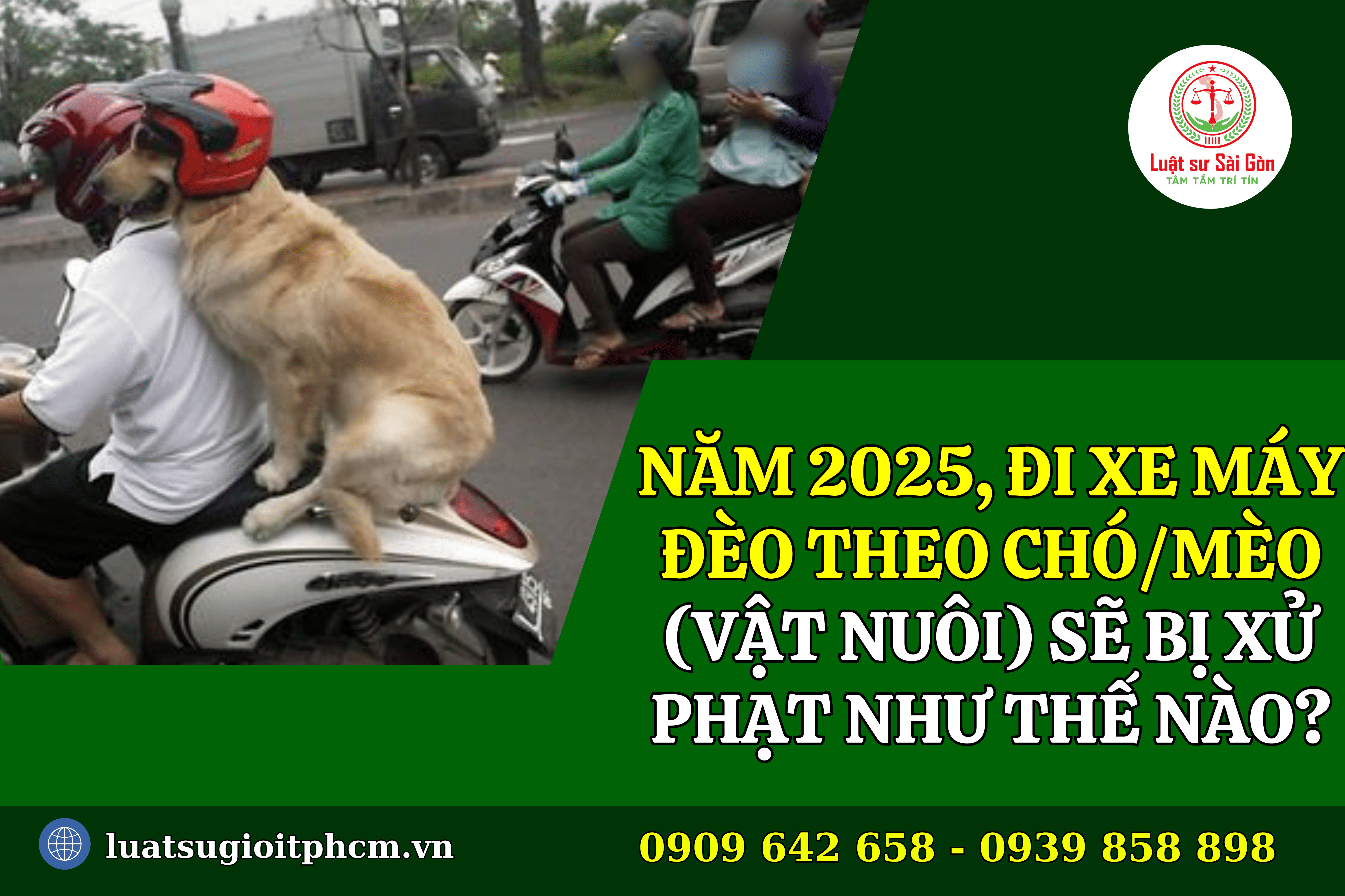 nam 2025 di xe deo cho meo vat nuoi thi bi xu phat 