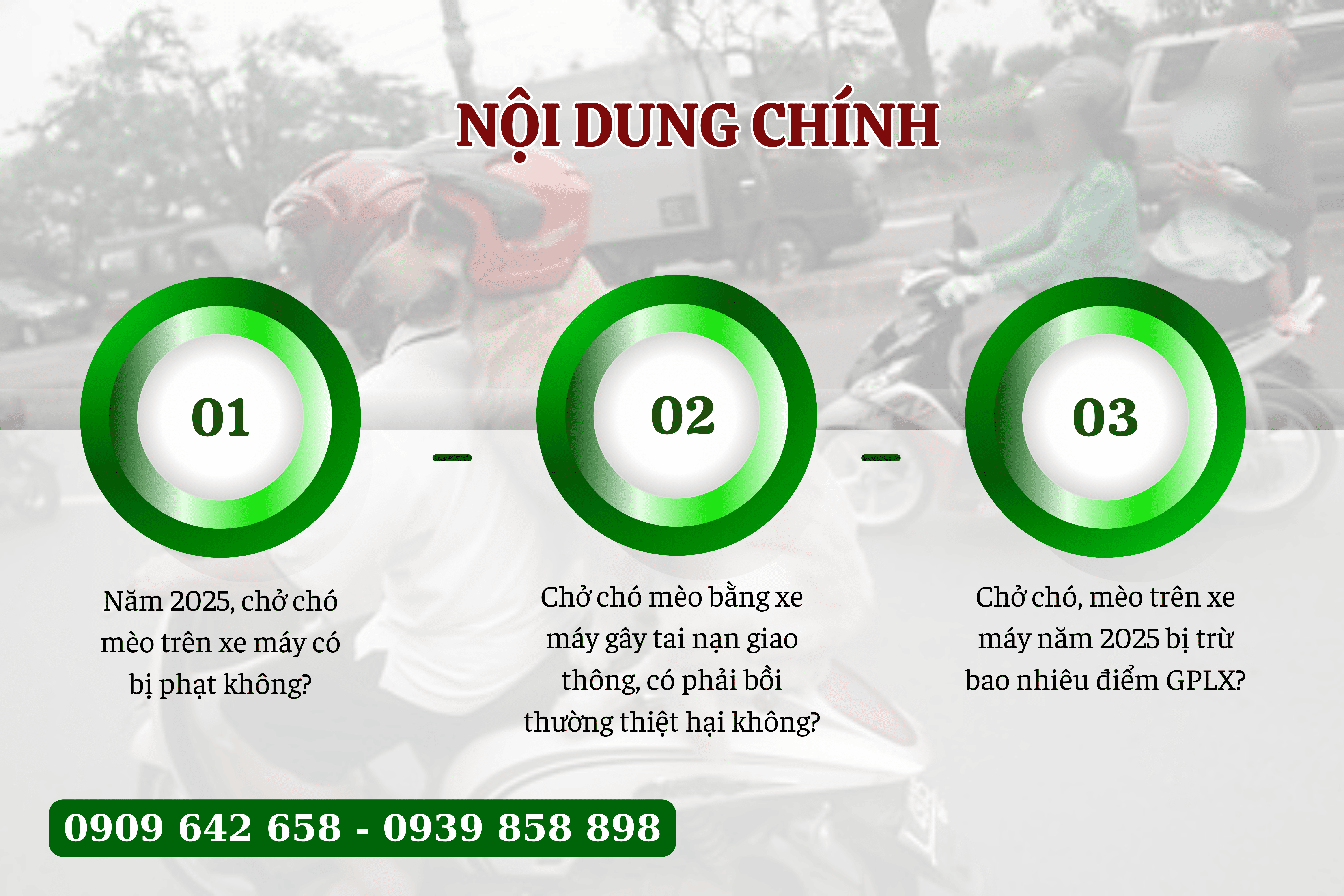 nam 2025 di xe deo theo cho mèo vat nuoi se bi xu phat 