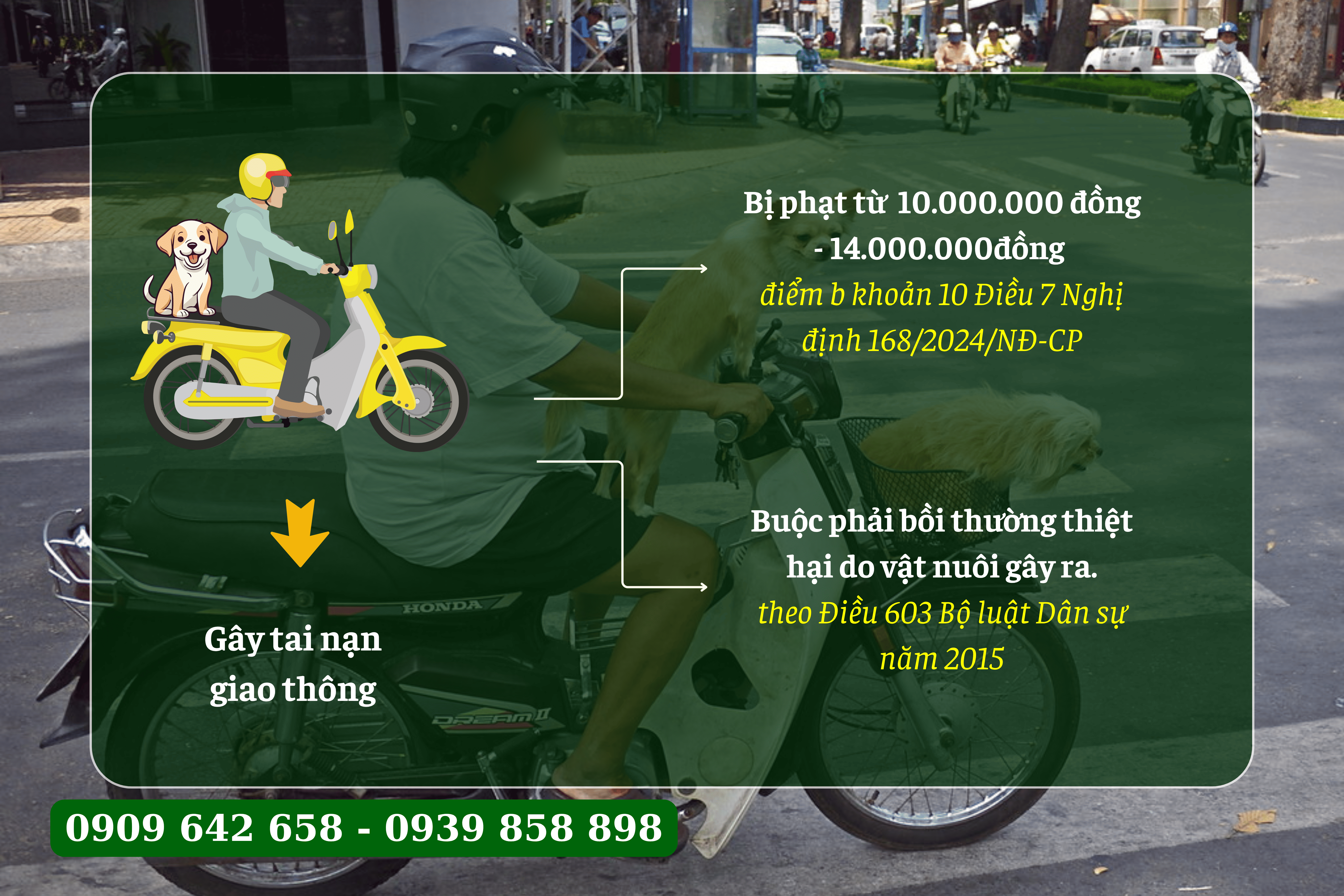 nam 2025 di xe deo theo cho mèo vat nuoi se bi xu phat  - 1
